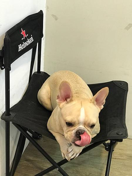 (新竹)綠豆沙專賣店 加入虎山鮮奶超濃厚 可愛法鬥店長等您來喔-法豆