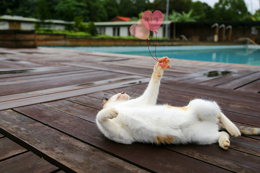 只賣四小時，生意超好的豬排店，沒預約可能吃不到，超厚切炸豬排好吃推薦！