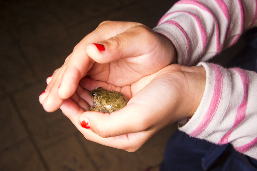 斑比跳跳X愛露營野遊體驗～免搭帳篷、獨立衛浴設備，一泊四食和牛晚餐搭配龍蝦拼盤，星空電影院、南洋風泳池，豪華露營推薦