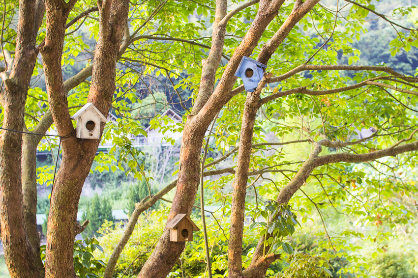 斑比跳跳X愛露營野遊體驗～免搭帳篷、獨立衛浴設備，一泊四食和牛晚餐搭配龍蝦拼盤，星空電影院、南洋風泳池，豪華露營推薦