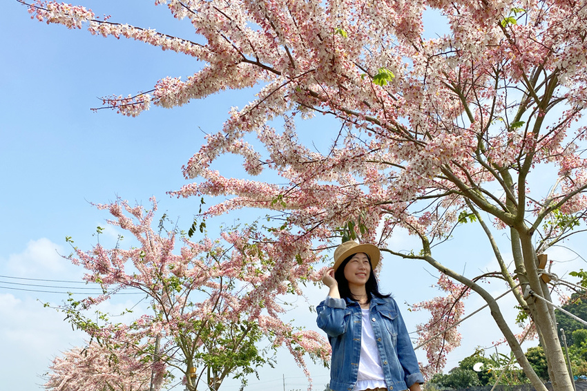 西港花旗木步道