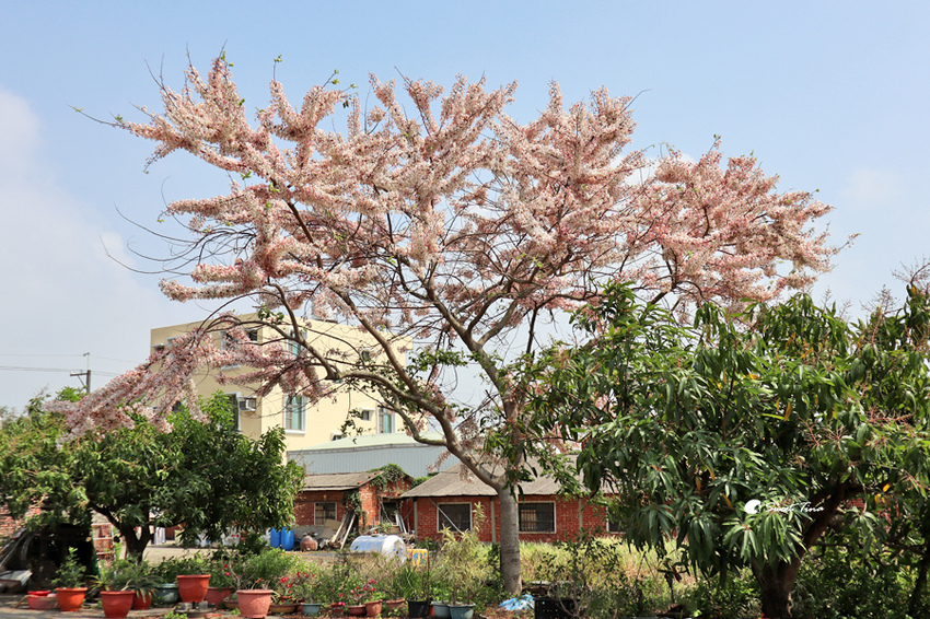 西港花旗木步道