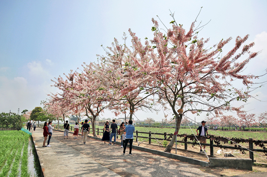 西港花旗木步道