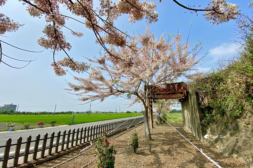 西港花旗木步道