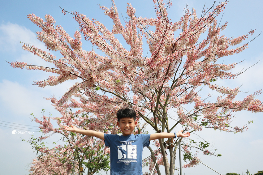 西港花旗木步道
