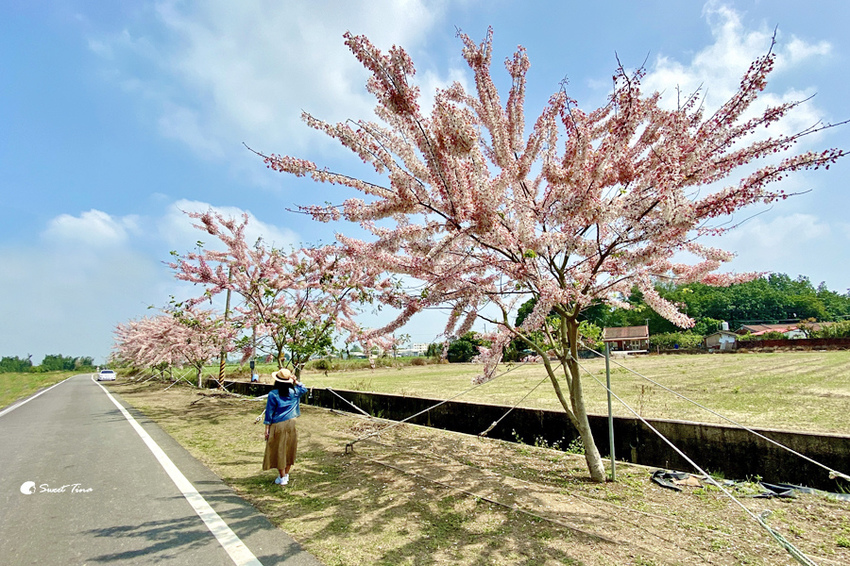 西港花旗木步道