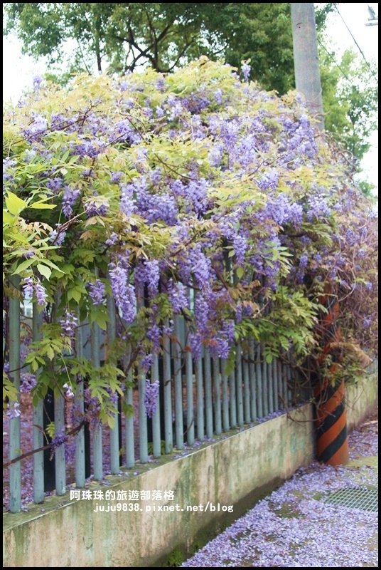 工二路紫藤花12.JPG 工二路紫藤花12.JPG