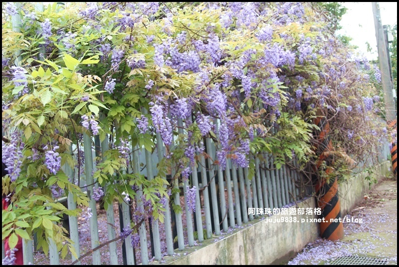 工二路紫藤花11.JPG 工二路紫藤花11.JPG