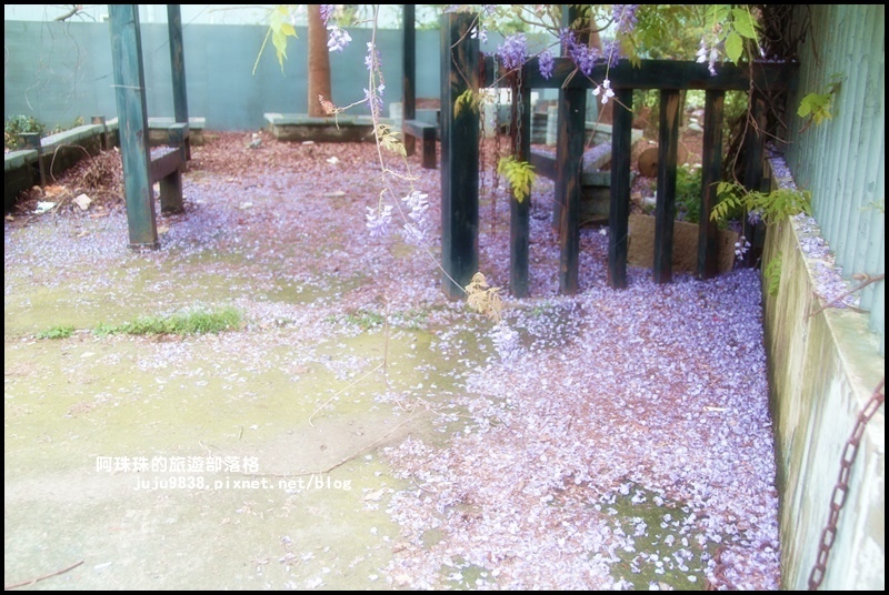 工二路紫藤花7.JPG 工二路紫藤花7.JPG