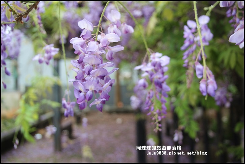 工二路紫藤花4.JPG 工二路紫藤花4.JPG