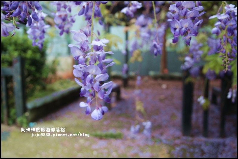 工二路紫藤花5.JPG 工二路紫藤花5.JPG