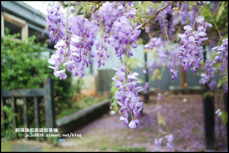 工二路紫藤花8.JPG 工二路紫藤花8.JPG