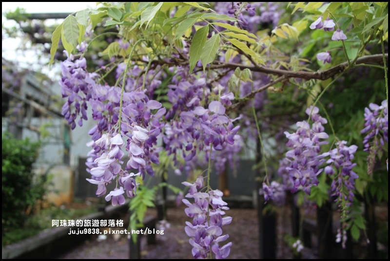 工二路紫藤花6.JPG 工二路紫藤花6.JPG