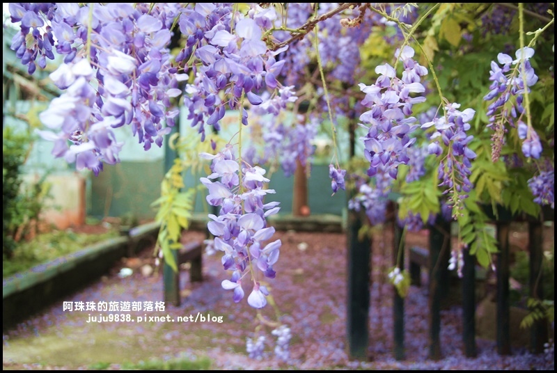 工二路紫藤花3.JPG 工二路紫藤花3.JPG