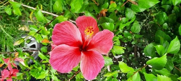 旅遊 ░   南部豪華型帳篷露營 - The Tale Of Butterfly 蝶舞澗 一泊二食， 1200多棵花旗木粉嫩登場