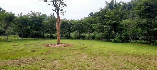 旅遊 ░   南部豪華型帳篷露營 - The Tale Of Butterfly 蝶舞澗 一泊二食， 1200多棵花旗木粉嫩登場