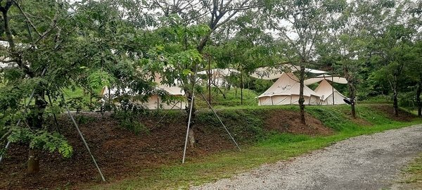 旅遊 ░   南部豪華型帳篷露營 - The Tale Of Butterfly 蝶舞澗 一泊二食， 1200多棵花旗木粉嫩登場