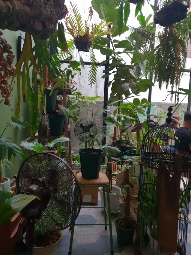 240116.jpg - 【台南】密巷必須fb預約餐廳。植感大叔的日常。泰國菜超好吃。店內蕨類植物滿佈空氣感十足的美好空間