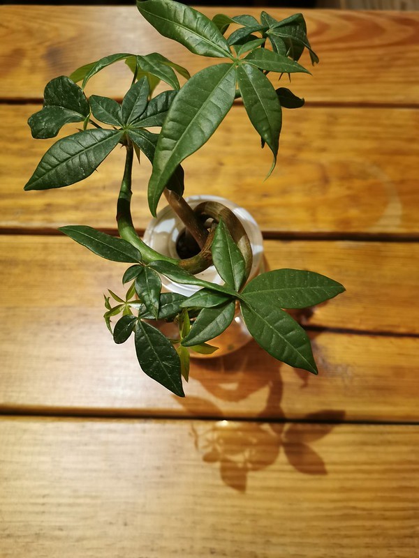 （台灣，中壢）七曜日咖哩