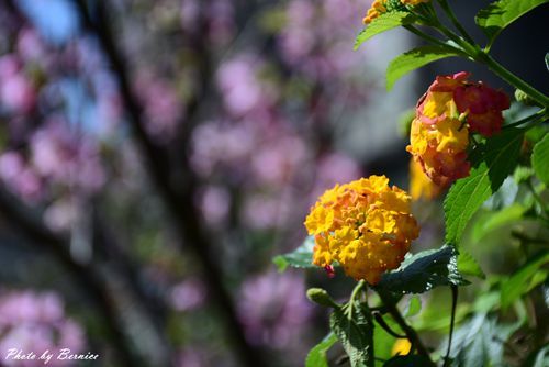 0315 樂康步道10.jpg