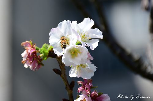 0315 樂康步道06.jpg