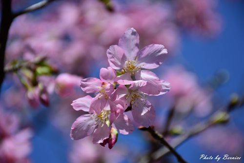 0315 樂康步道04.jpg