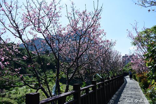 0315 樂康步道11.jpg