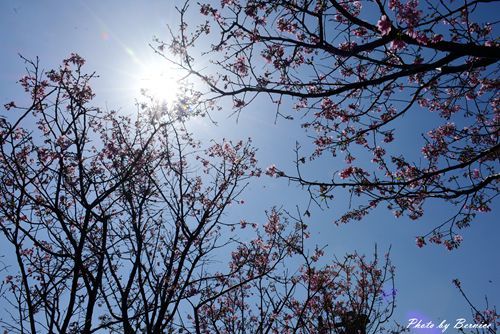 0315 樂康步道09.jpg