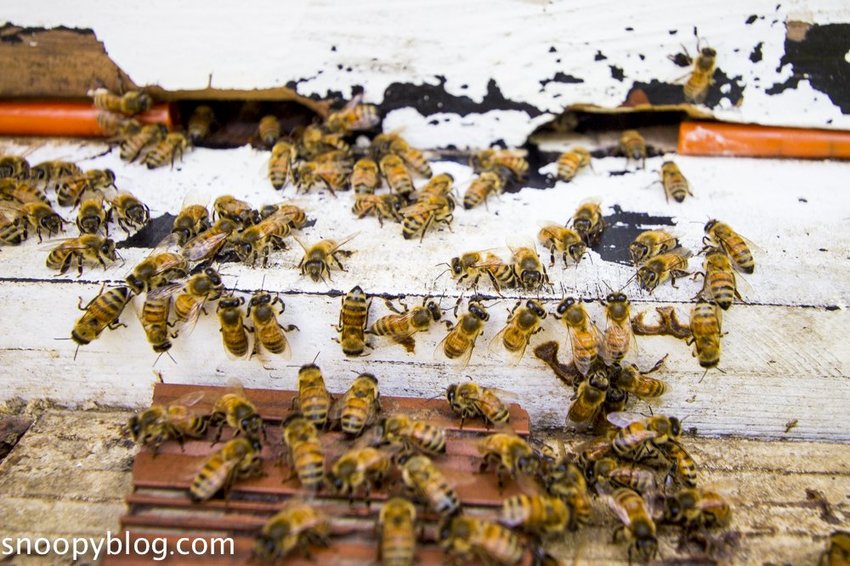 【新竹親子景點】新竹蜜蜂生態體驗｜愛蜂園愛蜂主題館～蜜蜂生態導覽、蜂蜜採收體驗，近距離與蜜蜂接觸