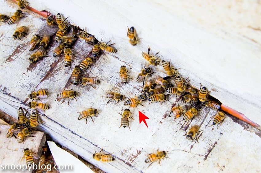 【新竹親子景點】新竹蜜蜂生態體驗｜愛蜂園愛蜂主題館～蜜蜂生態導覽、蜂蜜採收體驗，近距離與蜜蜂接觸