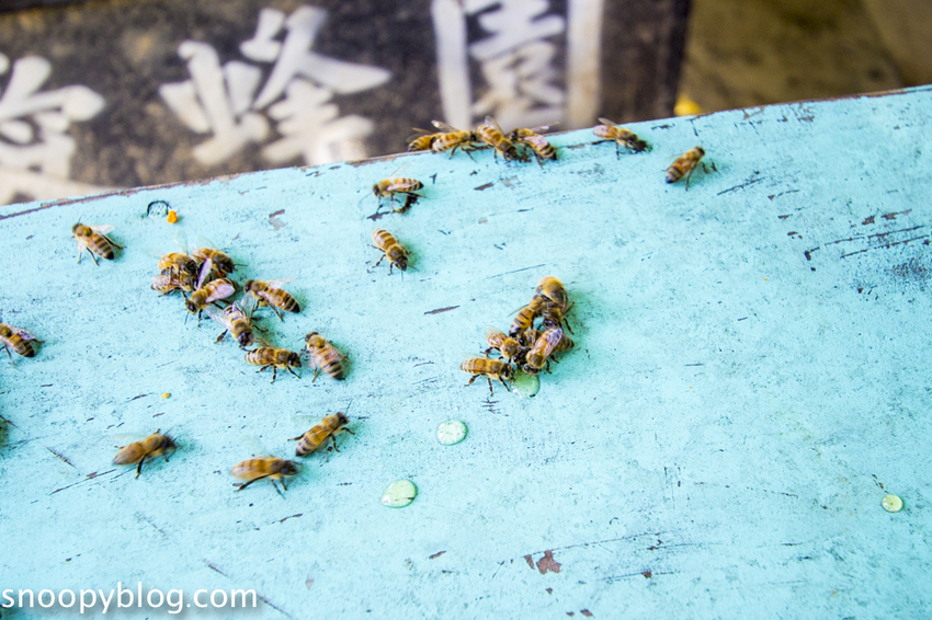 【新竹親子景點】新竹蜜蜂生態體驗｜愛蜂園愛蜂主題館～蜜蜂生態導覽、蜂蜜採收體驗，近距離與蜜蜂接觸