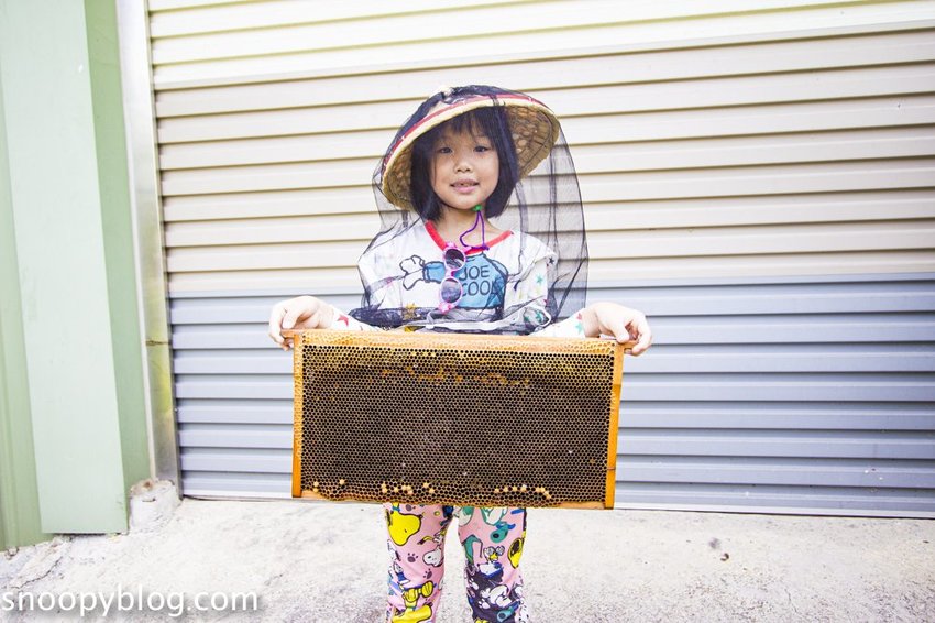 【新竹親子景點】新竹蜜蜂生態體驗｜愛蜂園愛蜂主題館～蜜蜂生態導覽、蜂蜜採收體驗，近距離與蜜蜂接觸