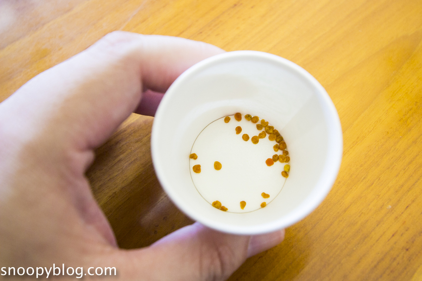 【新竹親子景點】新竹蜜蜂生態體驗｜愛蜂園愛蜂主題館～蜜蜂生態導覽、蜂蜜採收體驗，近距離與蜜蜂接觸