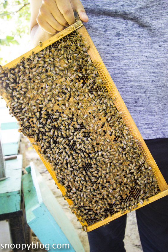 【新竹親子景點】新竹蜜蜂生態體驗｜愛蜂園愛蜂主題館～蜜蜂生態導覽、蜂蜜採收體驗，近距離與蜜蜂接觸