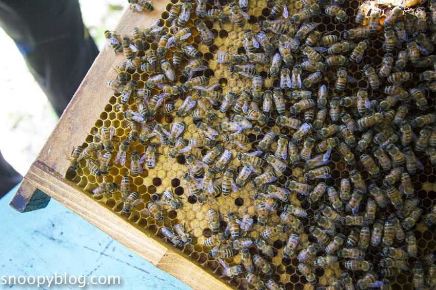 【新竹親子景點】新竹蜜蜂生態體驗｜愛蜂園愛蜂主題館～蜜蜂生態導覽、蜂蜜採收體驗，近距離與蜜蜂接觸