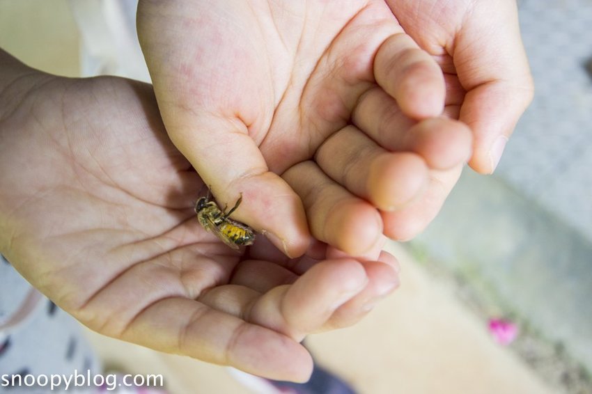 【新竹親子景點】新竹蜜蜂生態體驗｜愛蜂園愛蜂主題館～蜜蜂生態導覽、蜂蜜採收體驗，近距離與蜜蜂接觸