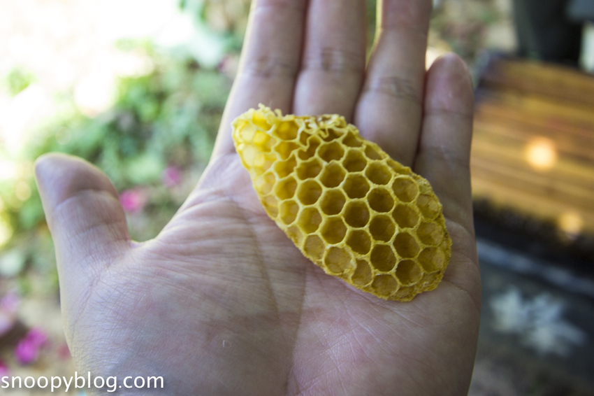 【新竹親子景點】新竹蜜蜂生態體驗｜愛蜂園愛蜂主題館～蜜蜂生態導覽、蜂蜜採收體驗，近距離與蜜蜂接觸