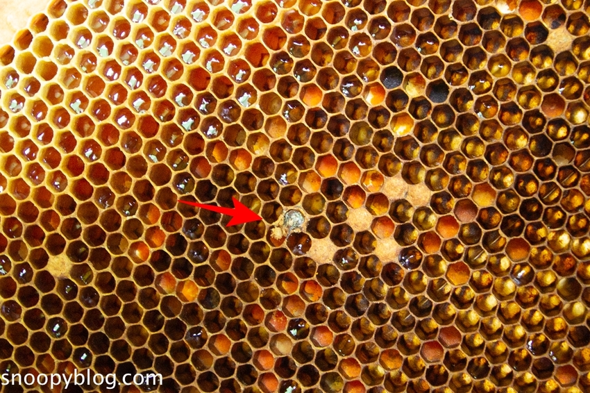 【新竹親子景點】新竹蜜蜂生態體驗｜愛蜂園愛蜂主題館～蜜蜂生態導覽、蜂蜜採收體驗，近距離與蜜蜂接觸