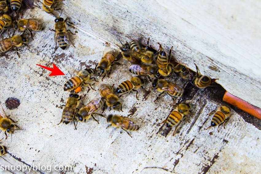 【新竹親子景點】新竹蜜蜂生態體驗｜愛蜂園愛蜂主題館～蜜蜂生態導覽、蜂蜜採收體驗，近距離與蜜蜂接觸