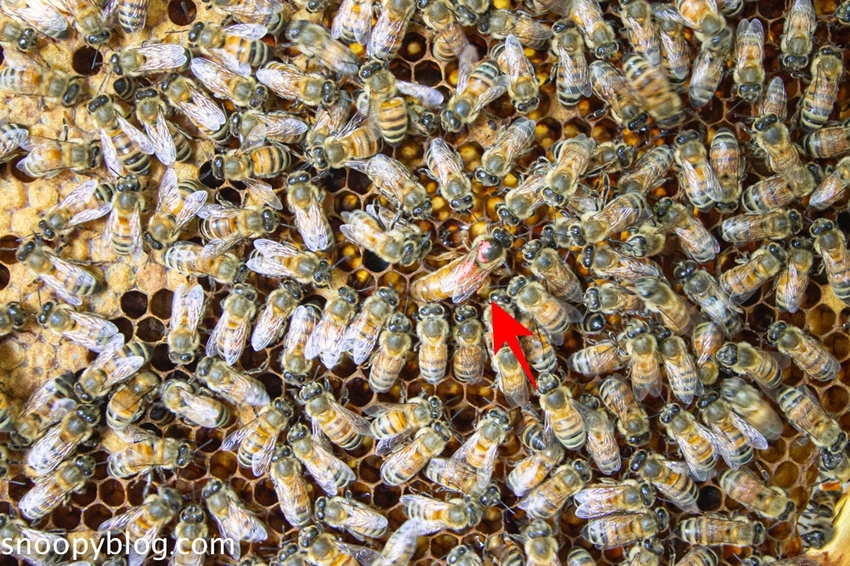 【新竹親子景點】新竹蜜蜂生態體驗｜愛蜂園愛蜂主題館～蜜蜂生態導覽、蜂蜜採收體驗，近距離與蜜蜂接觸