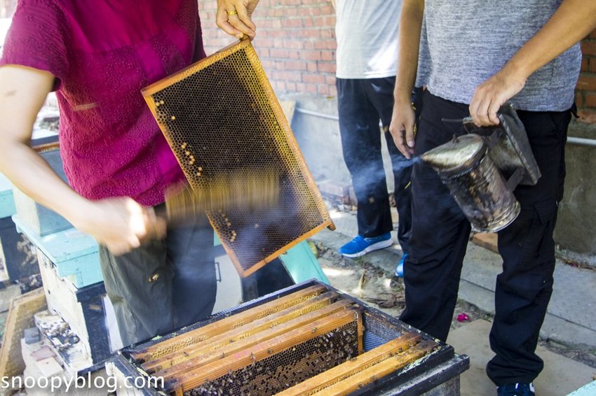 【新竹親子景點】新竹蜜蜂生態體驗｜愛蜂園愛蜂主題館～蜜蜂生態導覽、蜂蜜採收體驗，近距離與蜜蜂接觸