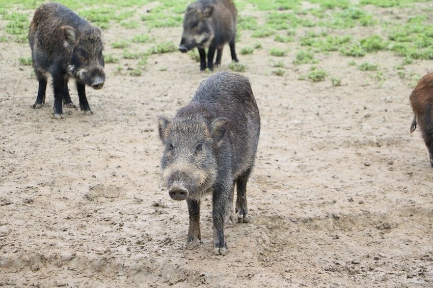 嘉義大埔一日遊。曾文水庫遊艇環湖、全台唯一合法釣魚台 釣魚賞鷹、吸收負離子、美食、資深玩家私藏秘境