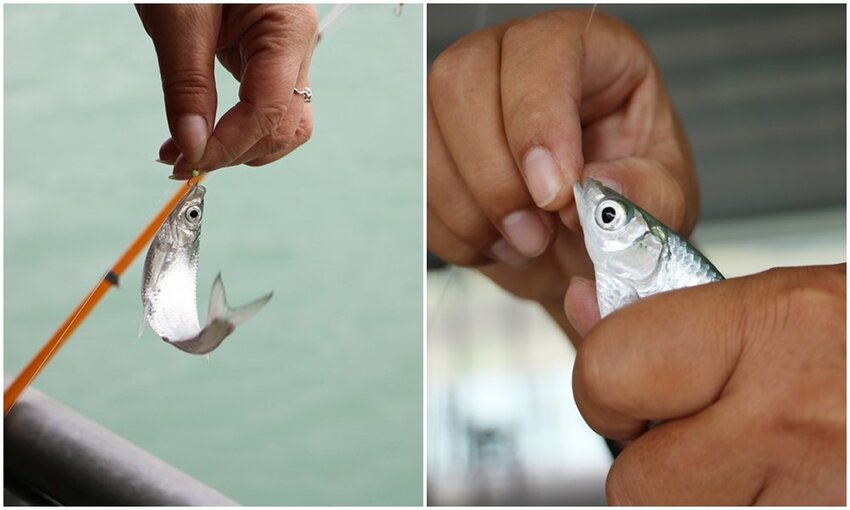 嘉義大埔一日遊。曾文水庫遊艇環湖、全台唯一合法釣魚台 釣魚賞鷹、吸收負離子、美食、資深玩家私藏秘境