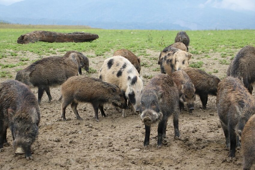 嘉義大埔一日遊。曾文水庫遊艇環湖、全台唯一合法釣魚台 釣魚賞鷹、吸收負離子、美食、資深玩家私藏秘境