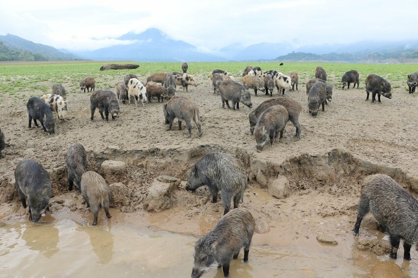 嘉義大埔一日遊。曾文水庫遊艇環湖、全台唯一合法釣魚台 釣魚賞鷹、吸收負離子、美食、資深玩家私藏秘境