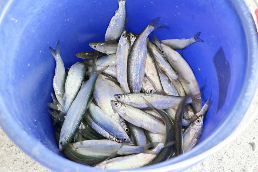 嘉義大埔一日遊。曾文水庫遊艇環湖、全台唯一合法釣魚台 釣魚賞鷹、吸收負離子、美食、資深玩家私藏秘境