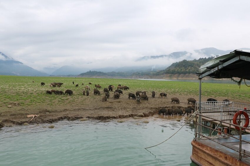 嘉義大埔一日遊。曾文水庫遊艇環湖、全台唯一合法釣魚台 釣魚賞鷹、吸收負離子、美食、資深玩家私藏秘境