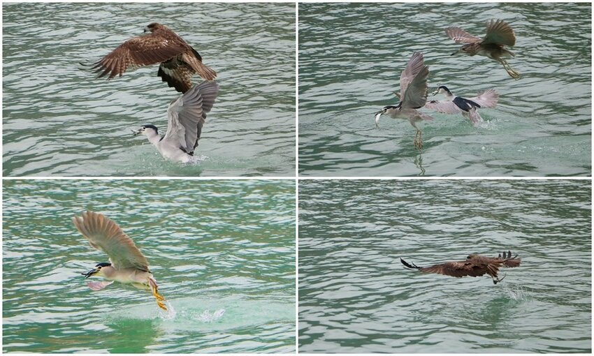 嘉義大埔一日遊。曾文水庫遊艇環湖、全台唯一合法釣魚台 釣魚賞鷹、吸收負離子、美食、資深玩家私藏秘境
