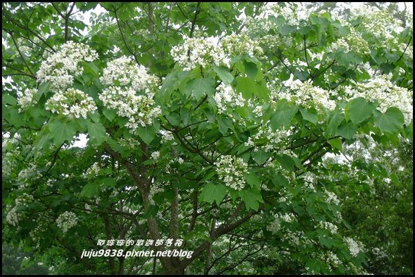 客家大院桐花公園28.JPG