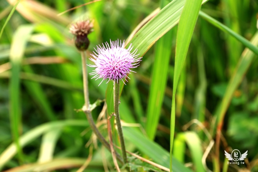 「聽濤營區」鼻頭角步道迷彩神秘感新秘境|聽濤營區咖啡開放時間|東北角景點! - 珍太妃旅遊親子生活